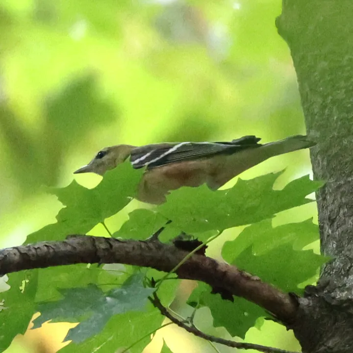 Bay-breasted Warbler