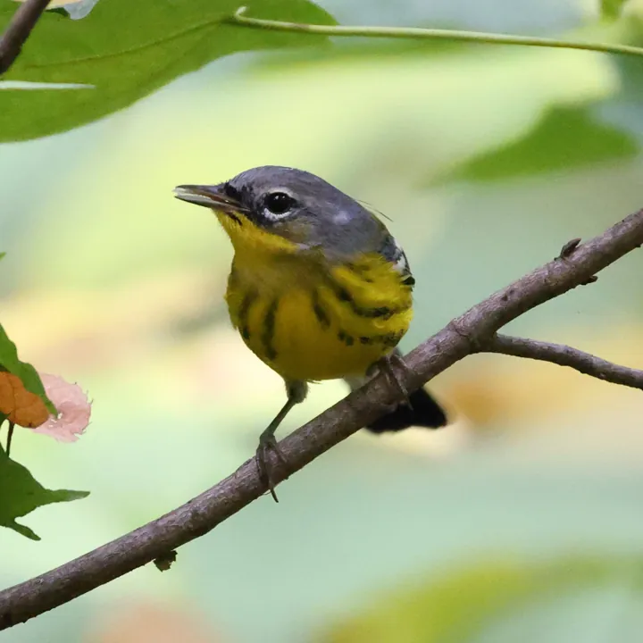 Magnolia Warbler