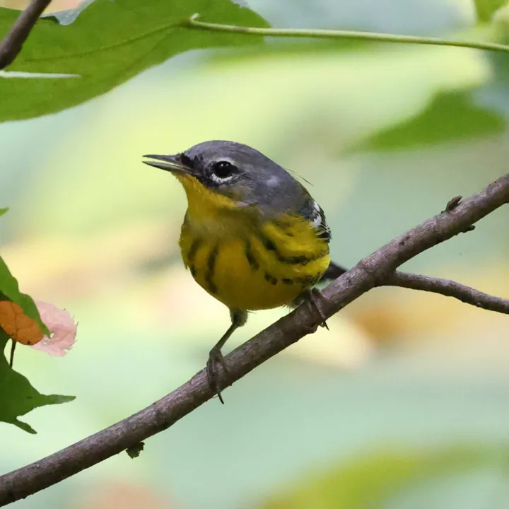 Magnolia Warbler