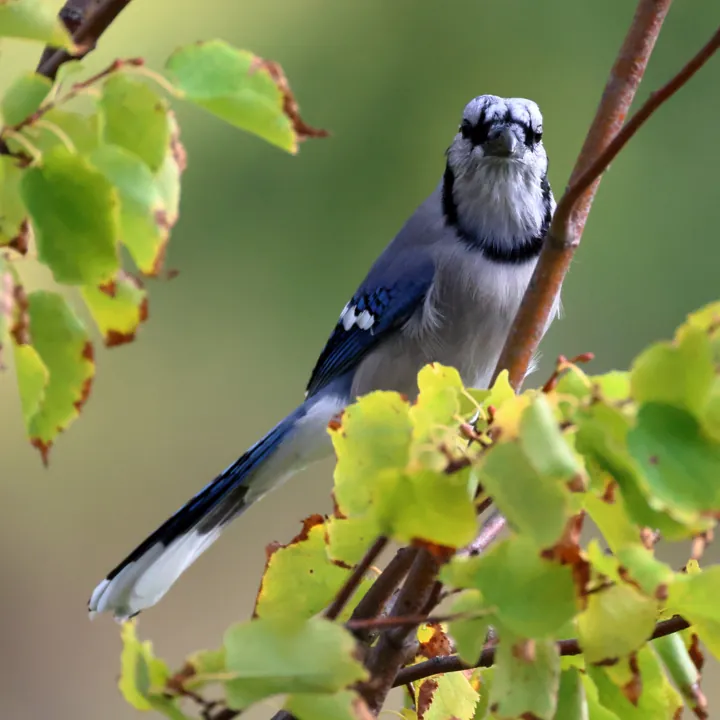 Blue Jay