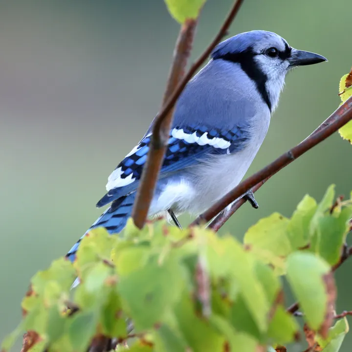 Blue Jay