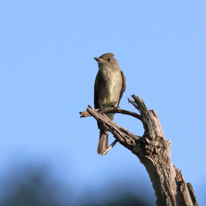 Eastern Wood-Pewee