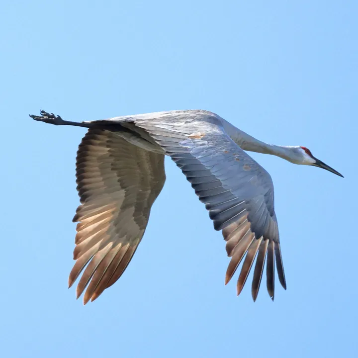Sandhill Crane