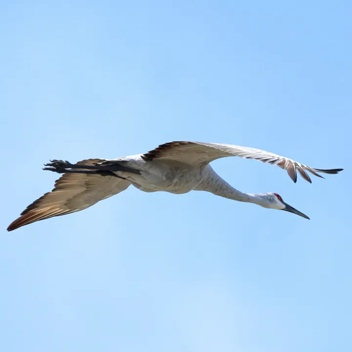 Sandhill Crane
