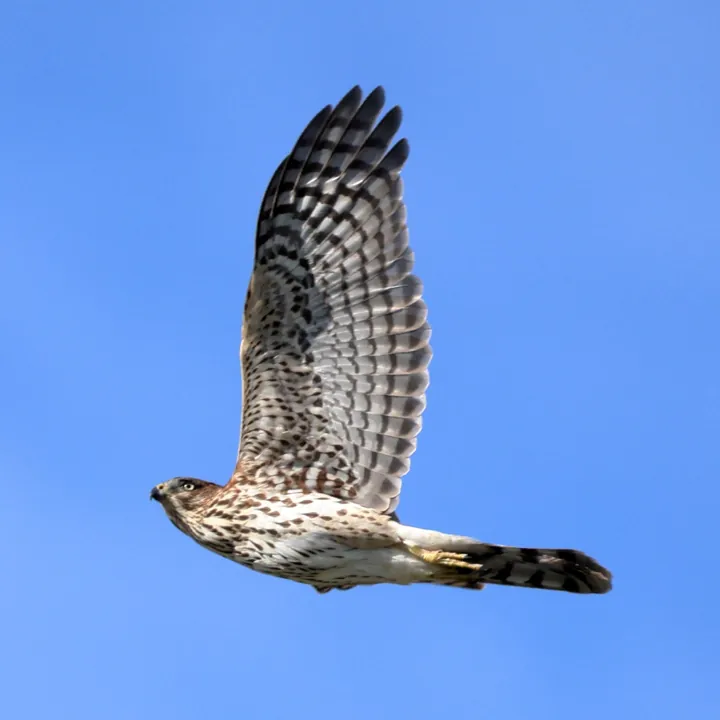 Cooper's Hawk