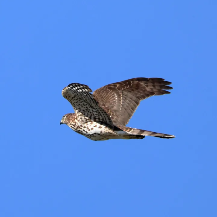 Cooper's Hawk