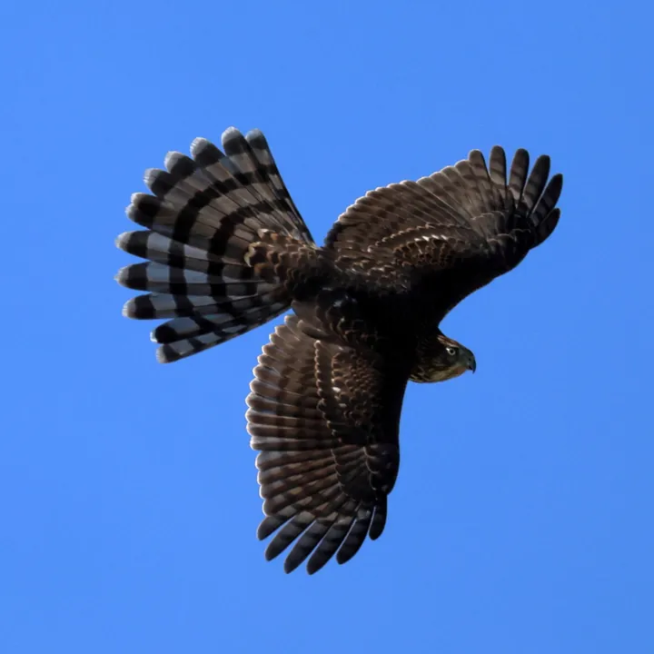 Cooper's Hawk
