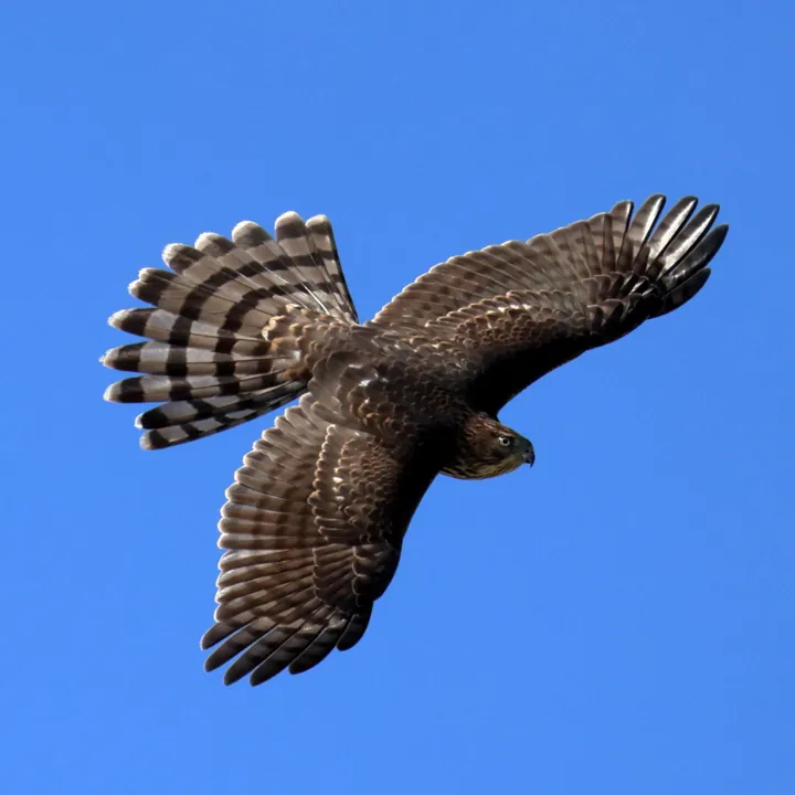Cooper's Hawk