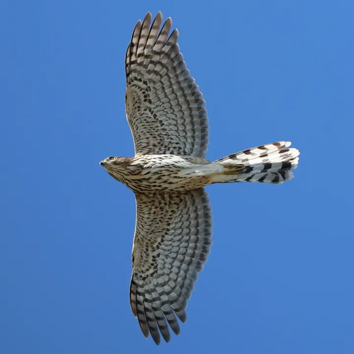 Cooper's Hawk