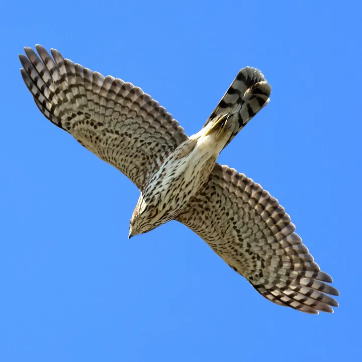 Cooper's Hawk