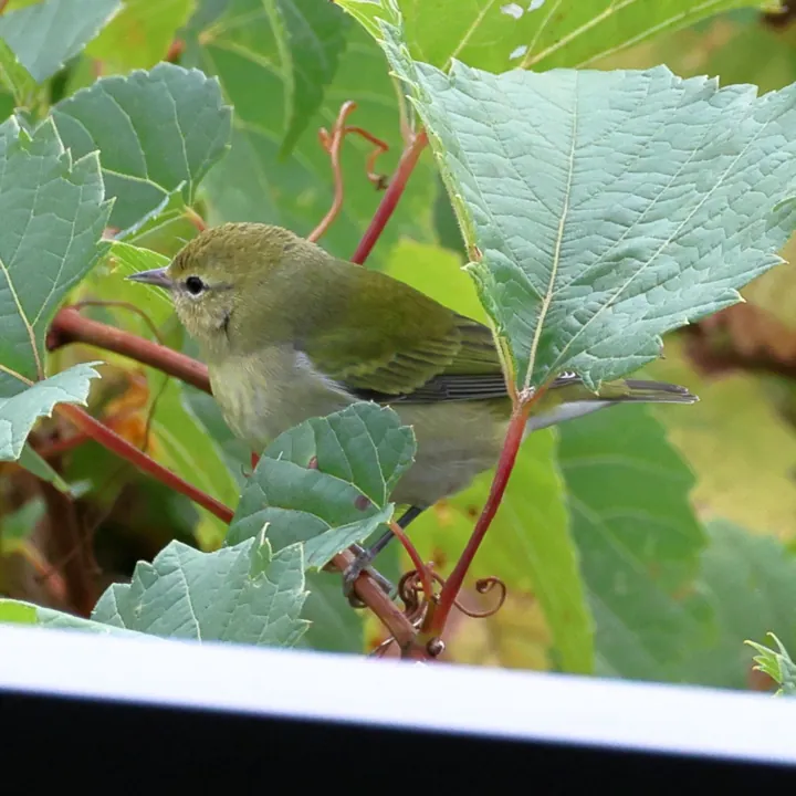 Tennessee Warbler