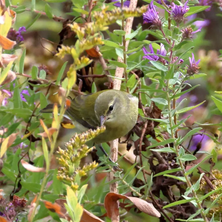Tennessee Warbler
