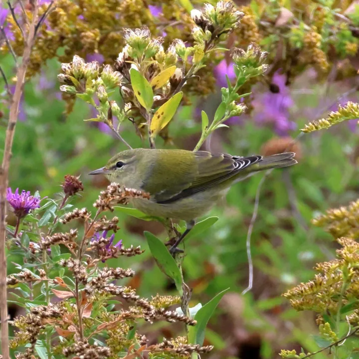 Tennessee Warbler