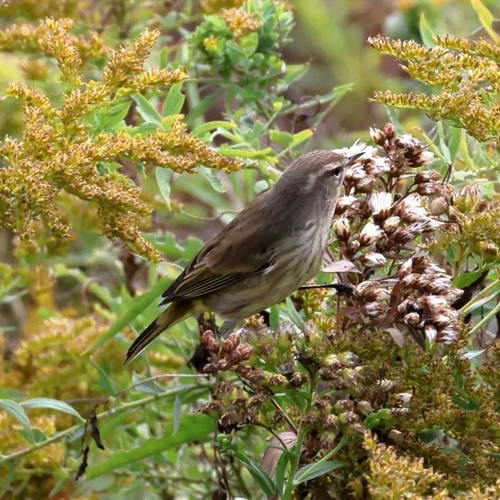 Palm Warbler
