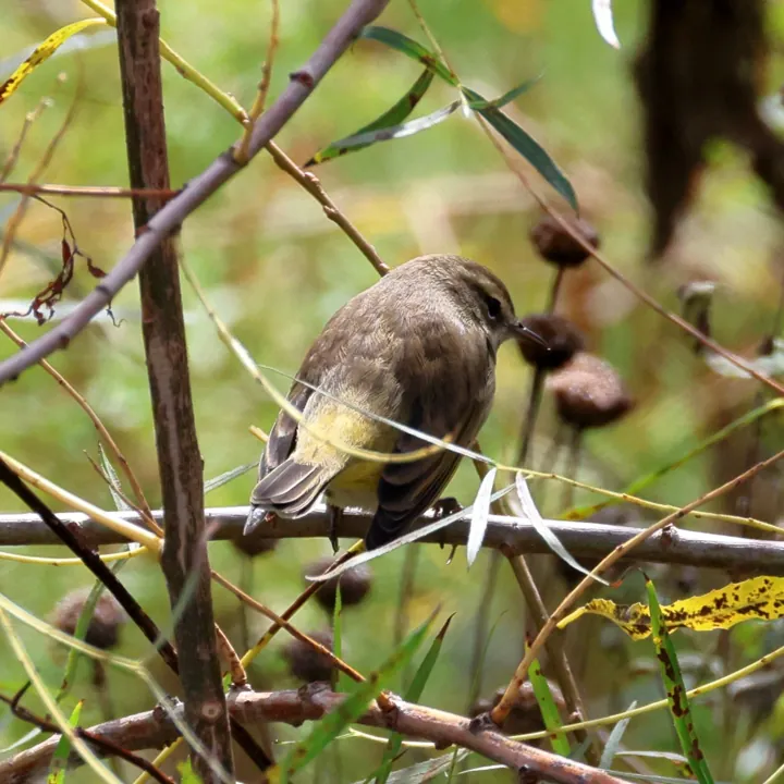 Palm Warbler