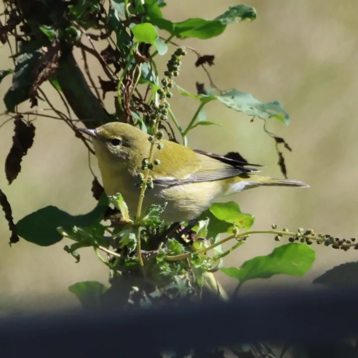 Tennessee Warbler