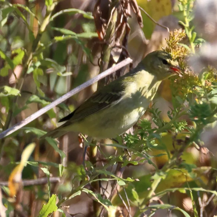 Tennessee Warbler