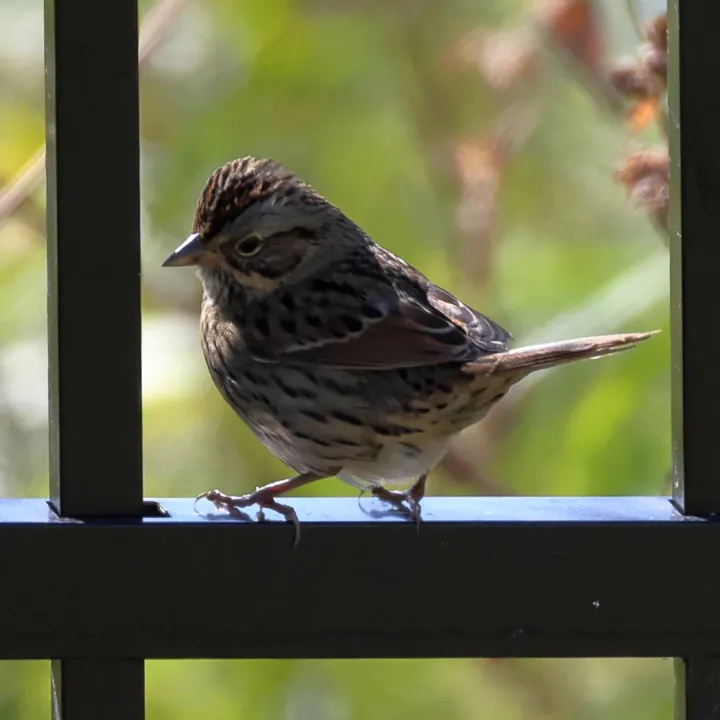 Lincoln's Sparrow