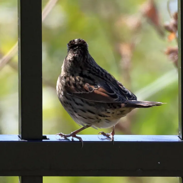 Lincoln's Sparrow