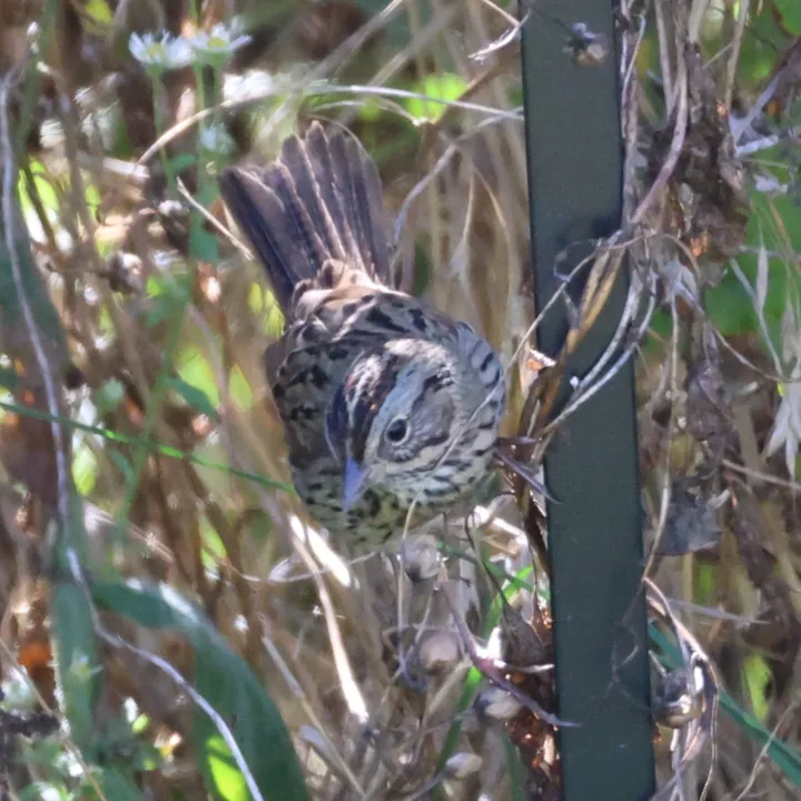Lincoln's Sparrow