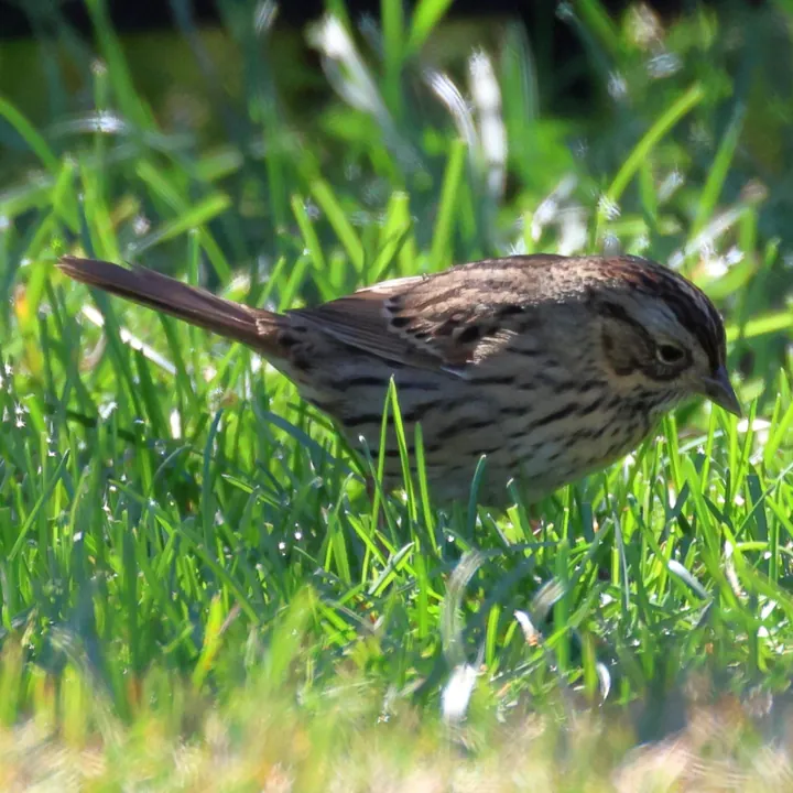 Lincoln's Sparrow