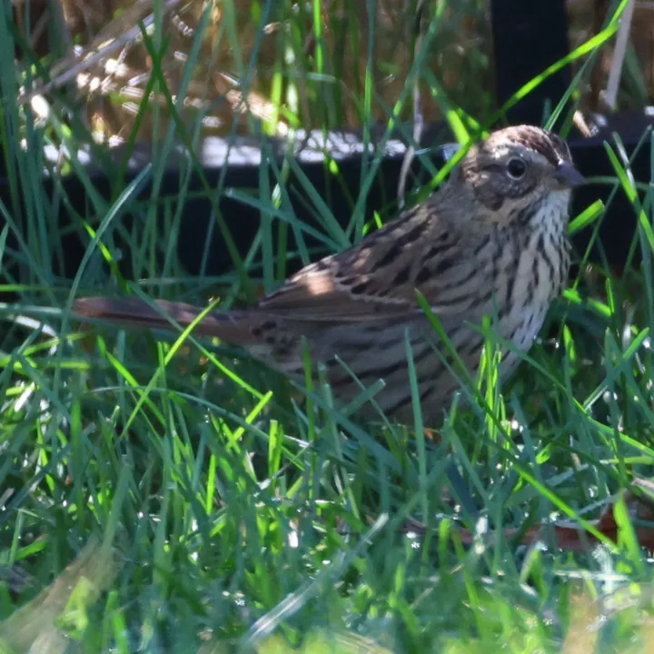 Lincoln's Sparrow