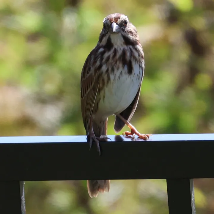 Song Sparrow
