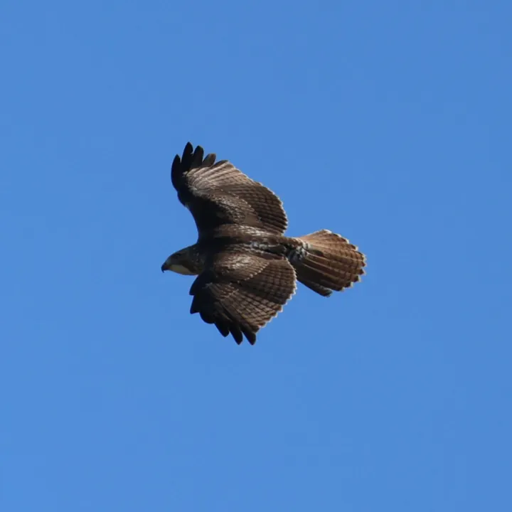 Red-tailed Hawk