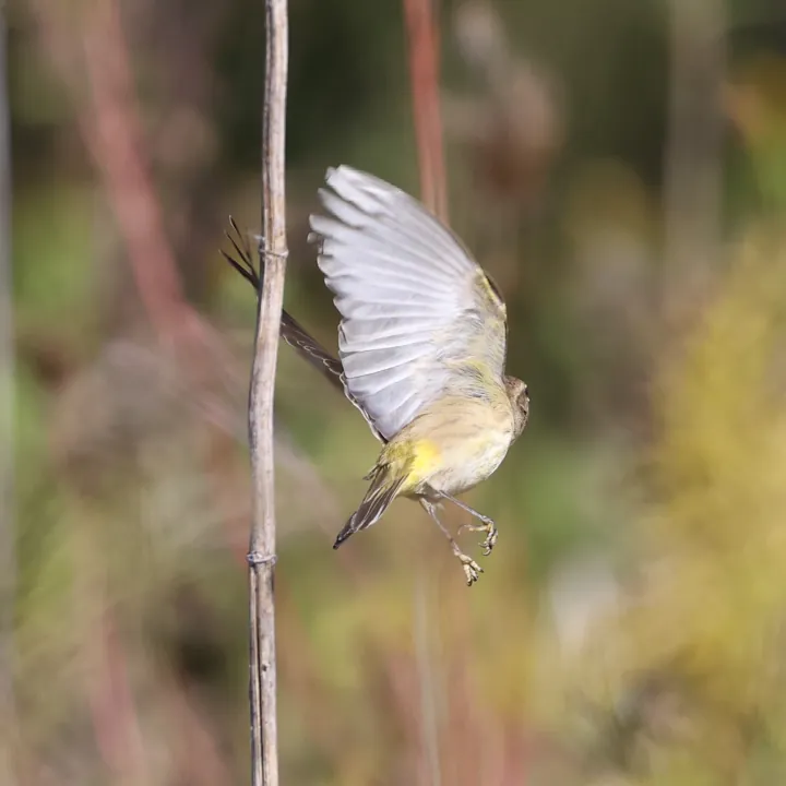 Palm Warbler