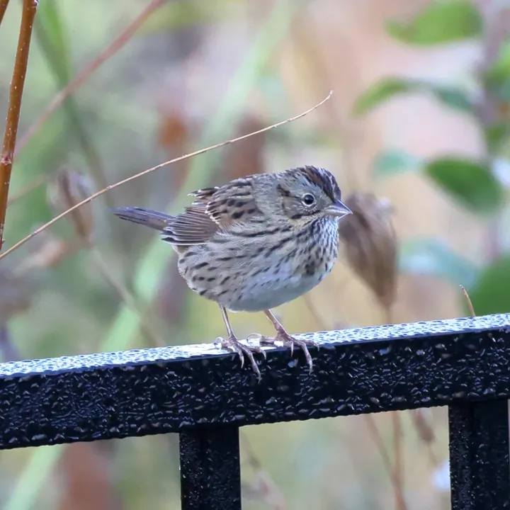 Lincoln's Sparrow