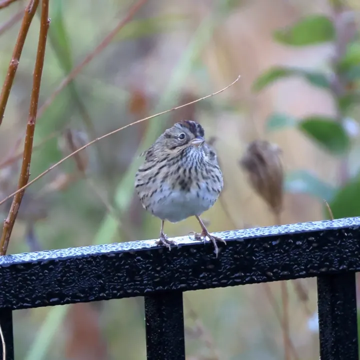 Lincoln's Sparrow