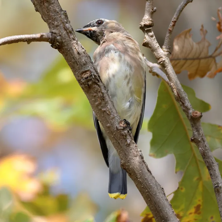 Cedar Waxwing
