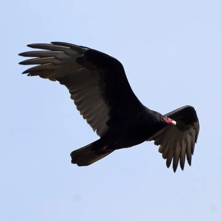 Turkey Vulture