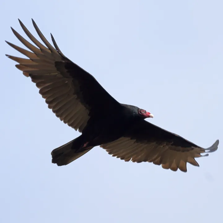 Turkey Vulture