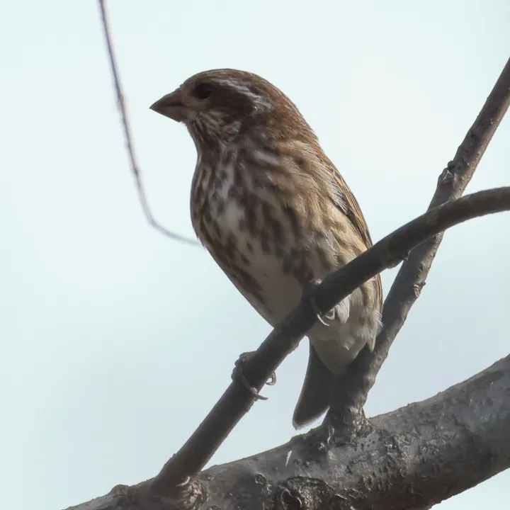 Purple Finch