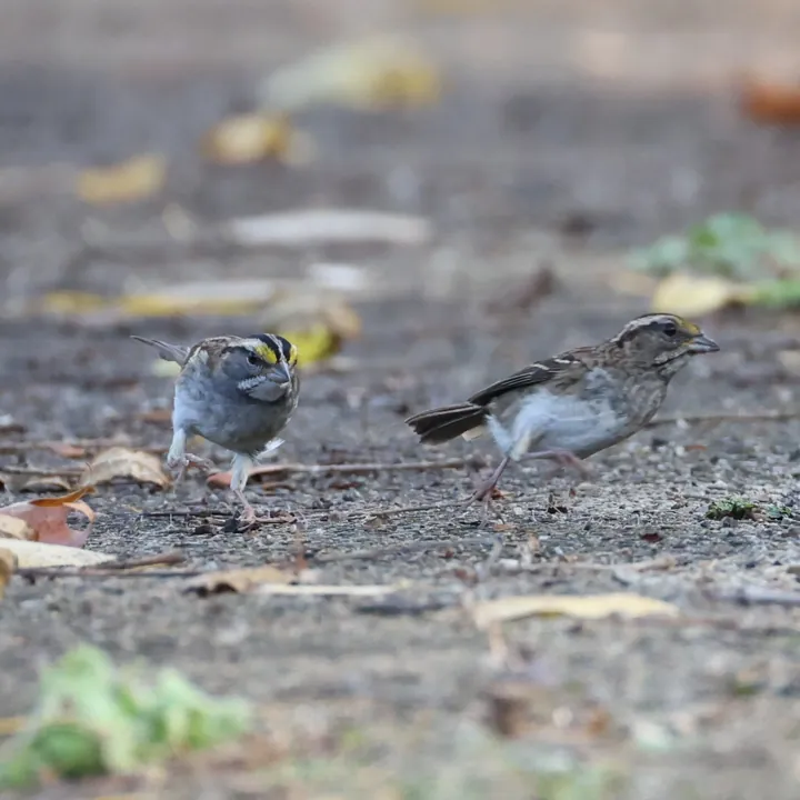 White-throated Sparrow