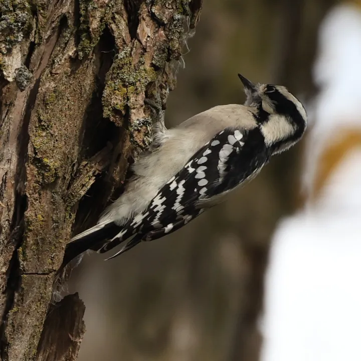 Downy Woodpecker