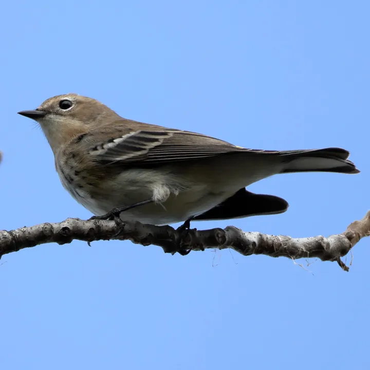Yellow-rumped Warbler