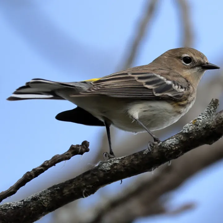 Yellow-rumped Warbler