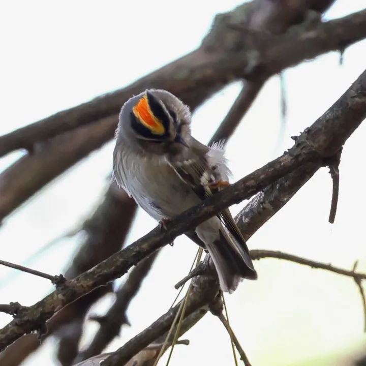 Golden-crowned Kinglet