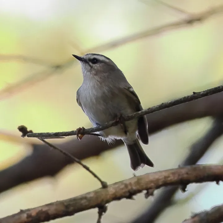 Golden-crowned Kinglet