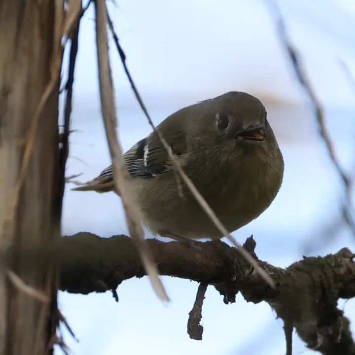 Ruby-crowned Kinglet