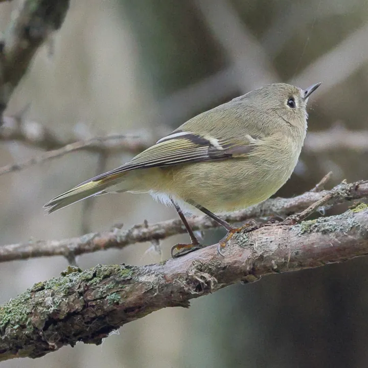 Ruby-crowned Kinglet