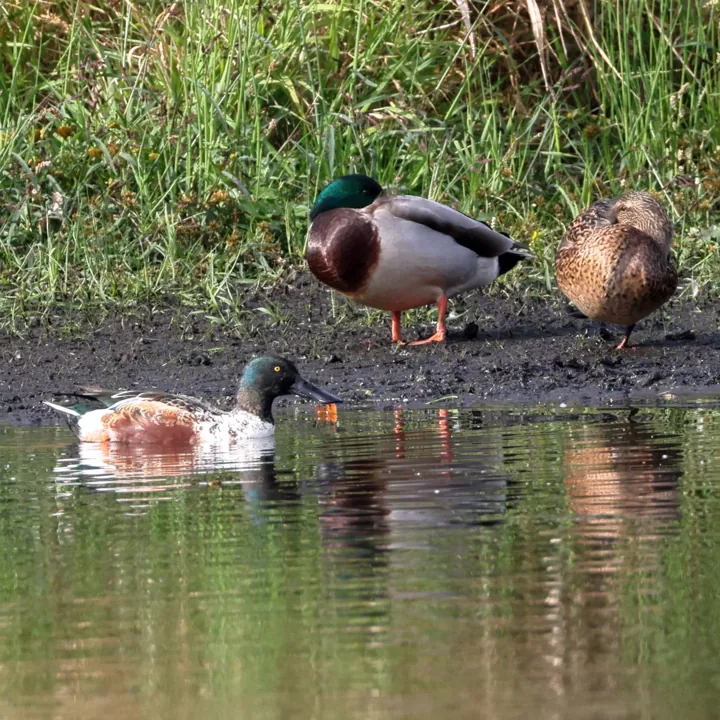 Northern Shoveler