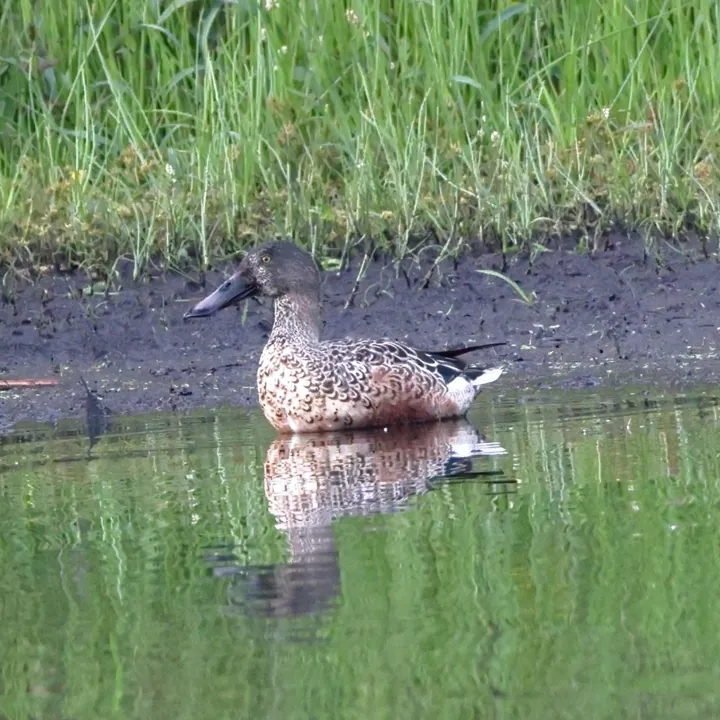Northern Shoveler