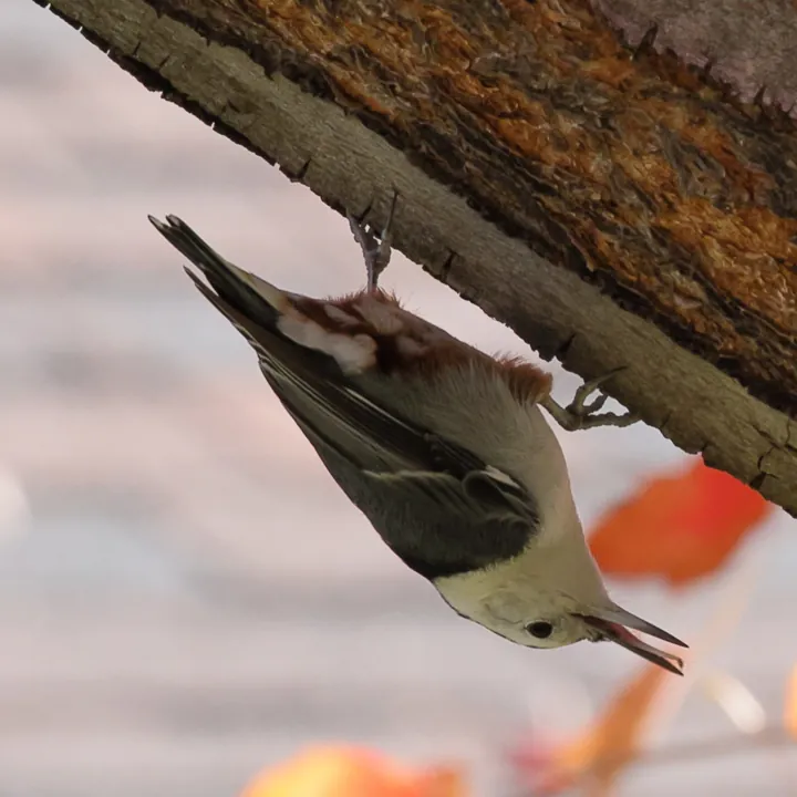 White-breasted Nuthatch