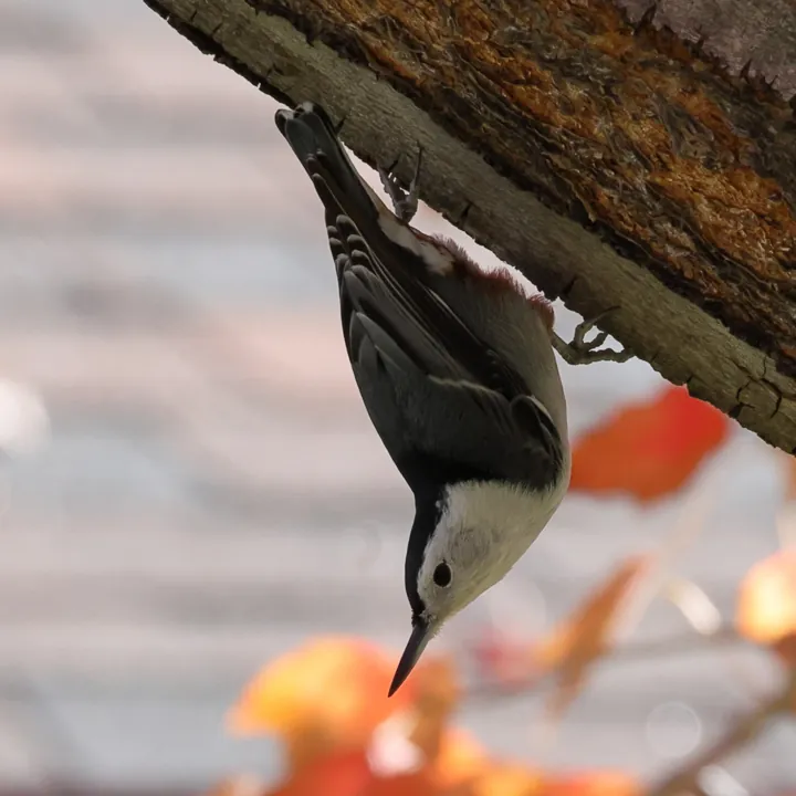 White-breasted Nuthatch