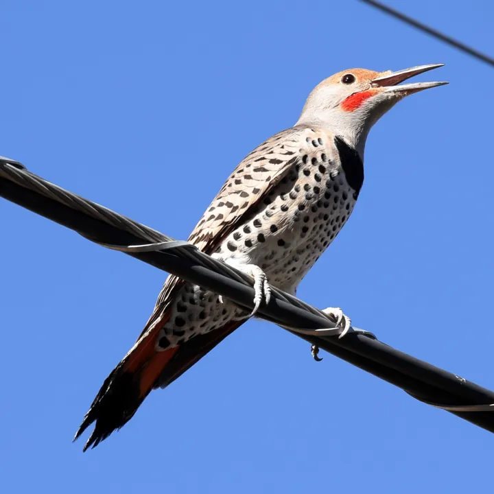 Northern Flicker