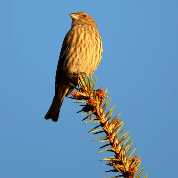 House Finch