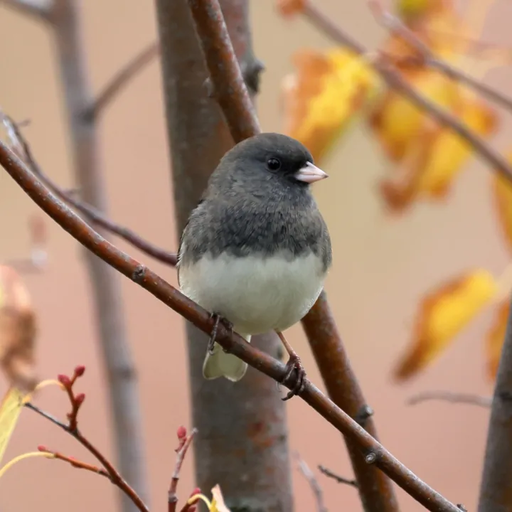 Dark-eyed Junco